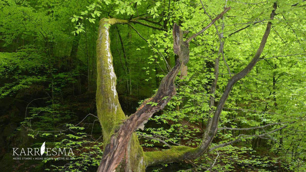Die Magie des Waldes in der Klause in Deutschlandsberg.