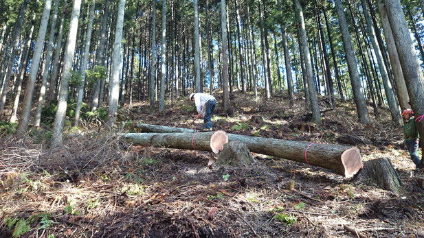 自ら選んだ木を大黒柱にして木の家をつくる