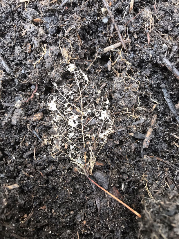 Ein Blatt wird zu Erde