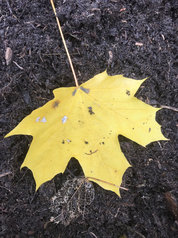 Herbstblatt