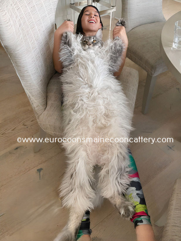 giant maine coon kittens for sale - giant maine coon cats for sale