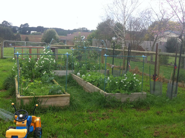 Our first pea trellises in our first veggie patch.