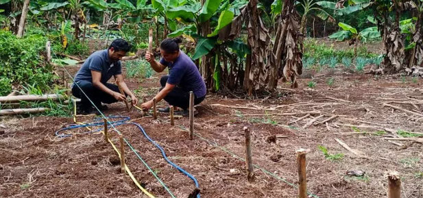 Efforts are being made to take measures to ensure food security on the islands (photo © Ministry of Agriculture).