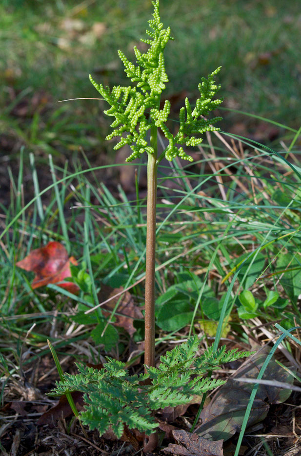 Fertile fronds of both forms of Bronze Fern (Sceptridium dissectum) emerge in late summer.