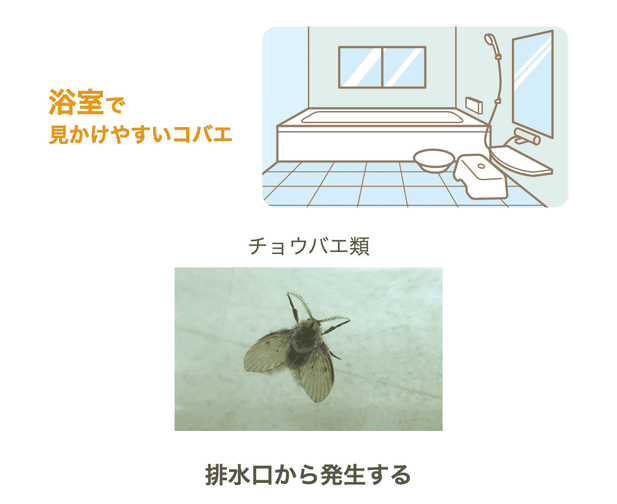 KINCHOウェブサイトより