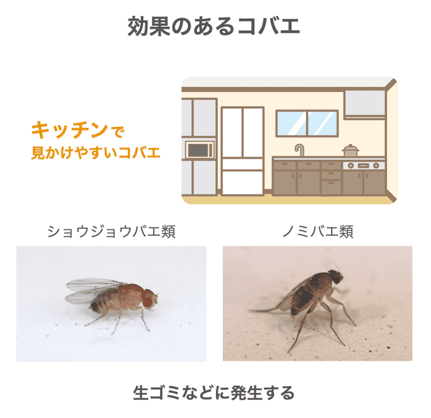 KINCHOウェブサイトより