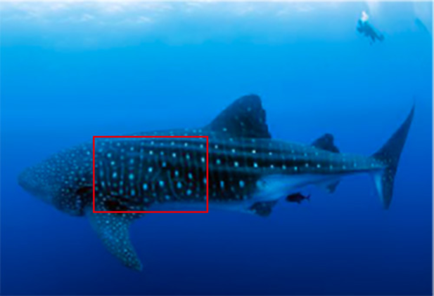 The red area shows the area required for recognizing the individual dot pattern. Photo: Simon Pierce