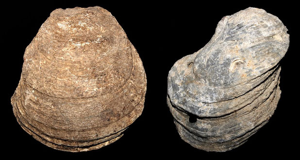 Neopycnodonte cochlear, Macchia della Turchina (Monteromano, VT)