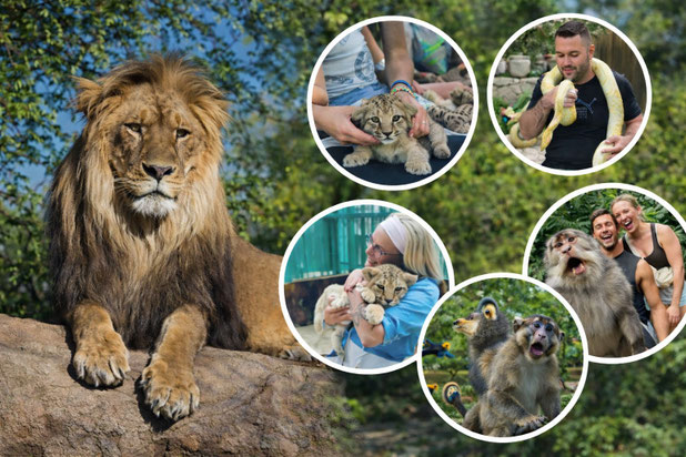 Lion Safari & Green Canyon