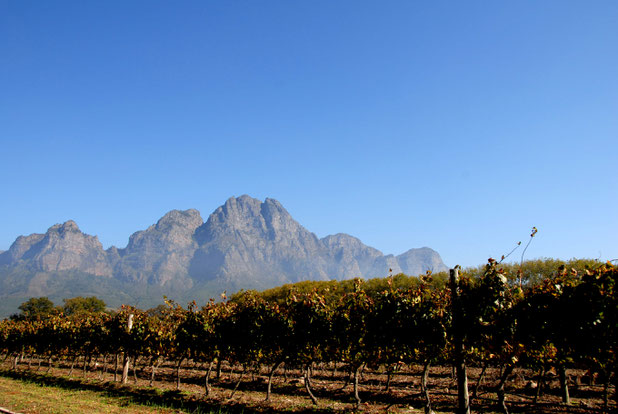 stellenbosch