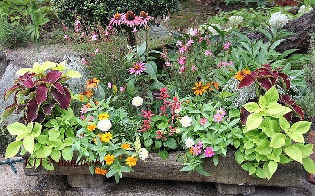 自宅花壇は現在こんな状態です ハンギングバスケット 寄せ植えのｋｉｔ 花工房 広島県福山市
