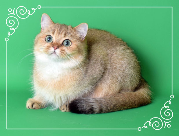 золотая британская кошка, кошка с зелёными глазами
