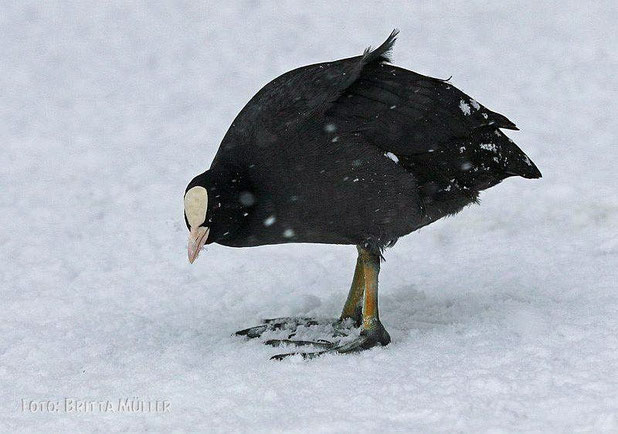 Blesshuhn im Schnee