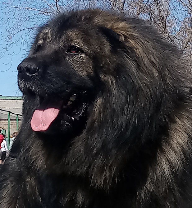 Кавказская овчарка черная. Восточно-европейская овчарка. Вео и мазовер. Абрек овчарка. Кавказская овчарка черкес.