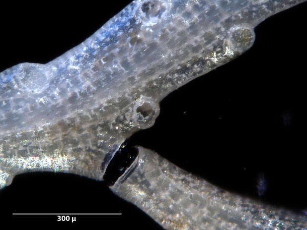 Bryozoa Art: Crisia transversata Brood 1976 aus Bryozoen Sammlung Senckenberg Frankfurt,  