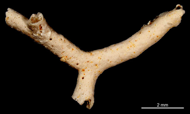 Bryozoa Art: Micropora tenera Voigt aus Bryozoen Sammlung Senckenberg Frankfurt,  CC BY: Michael Sondermann