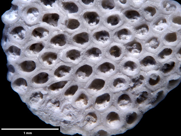 Bryozoa Art: Membranipora flabellata d'Orbigny, 1852 aus Bryozoen Sammlung Senckenberg Frankfurt