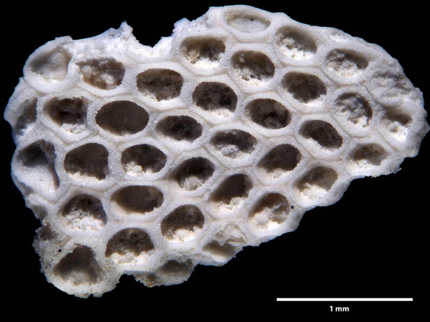Bryozoa Art: Membranipora flabellata d'Orbigny, 1852 aus Bryozoen Sammlung Senckenberg Frankfurt
