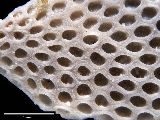 Bryozoa Art: Membranipora flabellata d'Orbigny, 1852 aus Bryozoen Sammlung Senckenberg Frankfurt