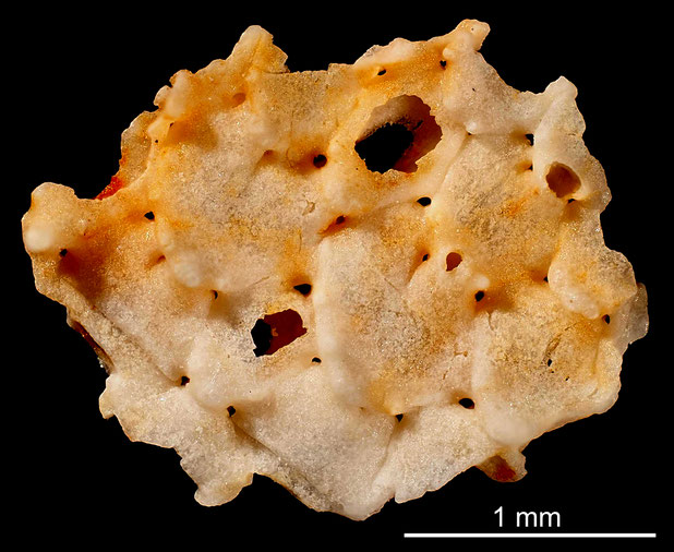 Bryozoa Art: Membranipora lyra (von Hagenow 1839) aus Bryozoen Sammlung Senckenberg Frankfurt,  CC BY: Michael Sondermann
