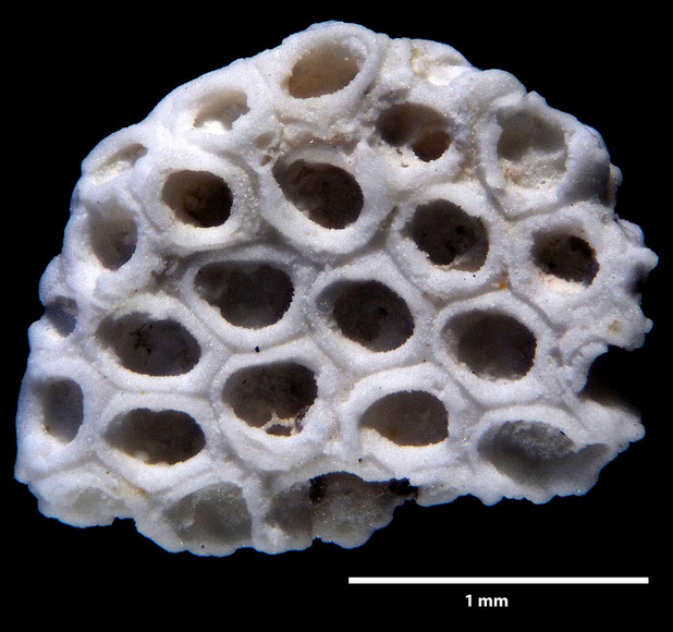 Bryozoa Art: Membranipora flabellata d'Orbigny, 1852 aus Bryozoen Sammlung Senckenberg Frankfurt