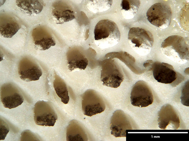 Senckenberg, Bryozoa, Bryozoen, Moostierchen, Sammlung Voigt
