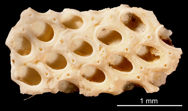 Bryozoa Art: Membranipora aviculosa (Voigt 1930) aus Bryozoen Sammlung Senckenberg Frankfurt,  CC BY: Michael Sondermann