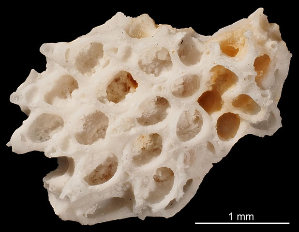 Bryozoa Art: Dionella trifaria (von Hagenow 1846) aus Bryozoen Sammlung Senckenberg Frankfurt,  CC BY: Michael Sondermann
