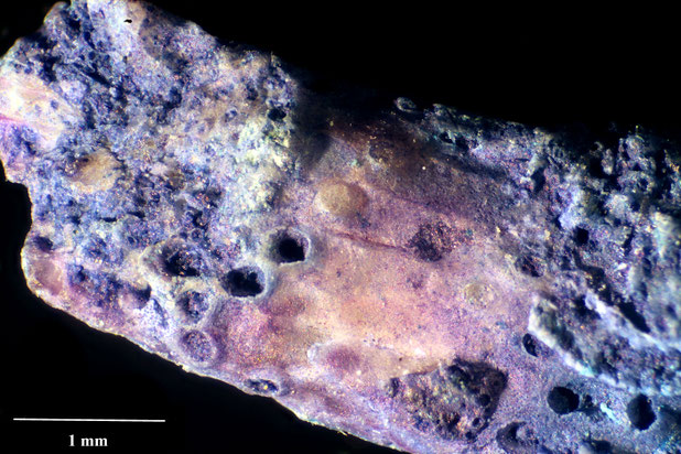 Bryozoa Art: Pliophloea palea (Lang 1916) aus Bryozoen Sammlung Senckenberg Frankfurt,  CC BY:  Dr. Rainer Teubner 