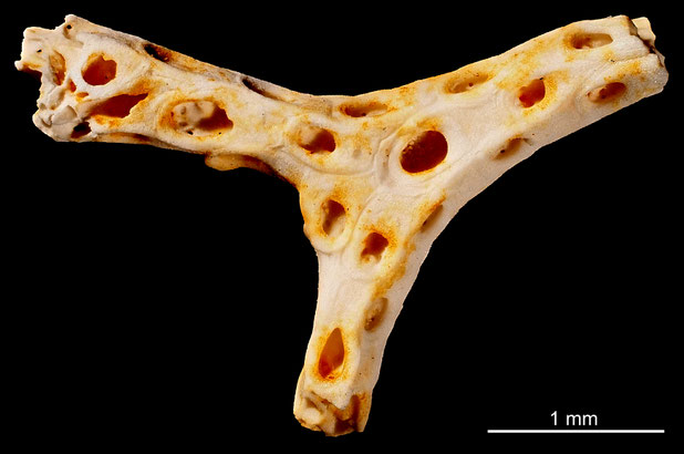 Bryozoa Art: Membranipora quadrata Voigt 1930 aus Bryozoen Sammlung Senckenberg Frankfurt,  CC BY: Michael Sondermann
