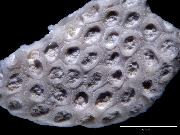 Bryozoa Art: Membranipora flabellata d'Orbigny, 1852 aus Bryozoen Sammlung Senckenberg Frankfurt
