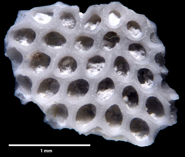 Bryozoa Art: Membranipora flabellata d'Orbigny, 1852 aus Bryozoen Sammlung Senckenberg Frankfurt