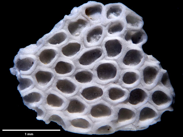 Bryozoa Art: Membranipora flabellata d'Orbigny, 1852 aus Bryozoen Sammlung Senckenberg Frankfurt