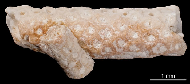Bryozoa Art: Onychocella torosa Marsson aus Bryozoen Sammlung Senckenberg Frankfurt,  CC BY: Michael Sondermann