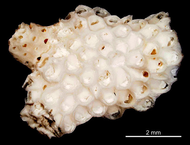 Bryozoa Art: Onychocella altimuralis Voigt 1930 aus Bryozoen Sammlung Senckenberg Frankfurt,  CC BY: Michael Sondermann