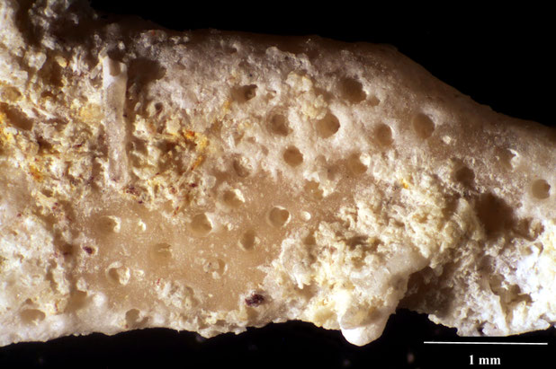 Bryozoa Art: Frurionella polonica Voigt 1964 aus Bryozoen Sammlung Senckenberg Frankfurt,  CC BY:  Dr. Rainer Teubner 