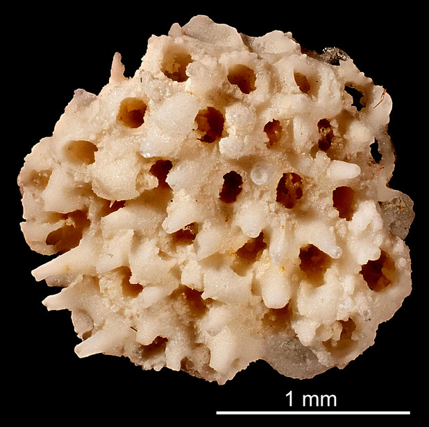 Bryozoa Art: Membranipora subcupellata Berthelsen aus Bryozoen Sammlung Senckenberg Frankfurt,  CC BY: Michael Sondermann