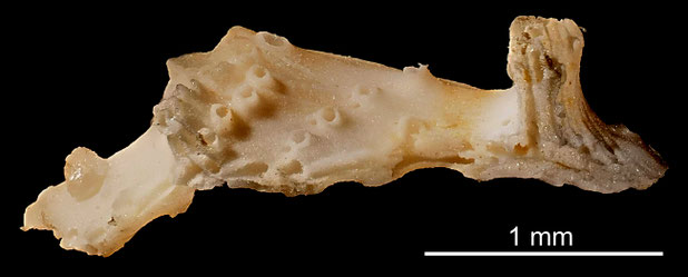 Bryozoa Art: Reticrisina complanata Marsson aus Bryozoen Sammlung Senckenberg Frankfurt,  CC BY: Michael Sondermann