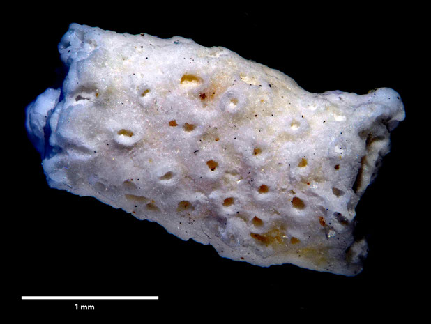 Bryozoa Art: Diastopora pustulosa (von Hagenow 1851) aus Bryozoen Sammlung Senckenberg Frankfurt,