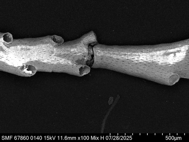 Bryozoa Art: Crisia transversata Brood 1976 aus Bryozoen Sammlung Senckenberg Frankfurt,  