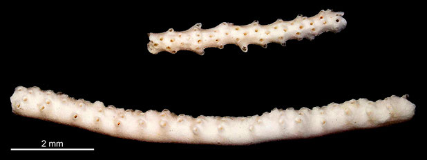 Bryozoa Art: Stigmatoechos punctatus Marsson 1887 aus Bryozoen Sammlung Senckenberg Frankfurt