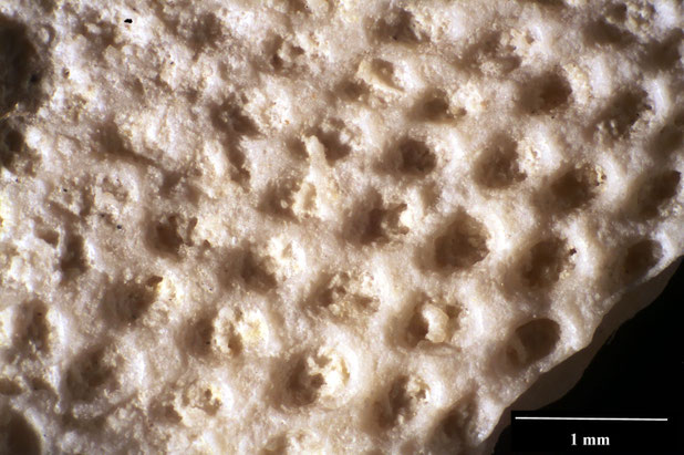 Bryozoa Art: Pithodella bifoliata Berthelsen 1962 aus Bryozoen Sammlung Senckenberg Frankfurt,  CC BY:  Dr. Rainer Teubner 