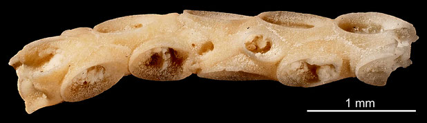 Bryozoa Art: Membranipora munda Marsson 1887 aus Bryozoen Sammlung Senckenberg Frankfurt,  CC BY: Michael Sondermann