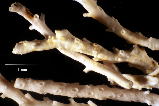 Bryozoa Art: Entalophora pergensi Gregory 1899 aus Bryozoen Sammlung Senckenberg Frankfurt,  CC BY:  Dr. Rainer Teubner