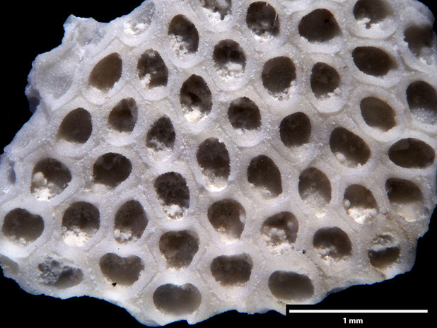 Bryozoa Art: Membranipora flabellata d'Orbigny, 1852 aus Bryozoen Sammlung Senckenberg Frankfurt