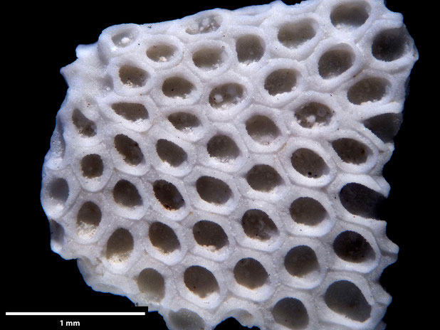 Bryozoa Art: Membranipora flabellata d'Orbigny, 1852 aus Bryozoen Sammlung Senckenberg Frankfurt