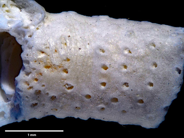 Senckenberg, Bryozoa, Bryozoen, Moostierchen, Sammlung Voigt