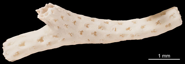 Bryozoa Art: Floridina siphonata Voigt 1930 aus Bryozoen Sammlung Senckenberg Frankfurt,  CC BY: Michael Sondermann