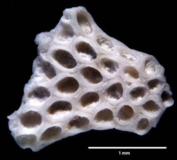Bryozoa Art: Membranipora flabellata d'Orbigny, 1852 aus Bryozoen Sammlung Senckenberg Frankfurt
