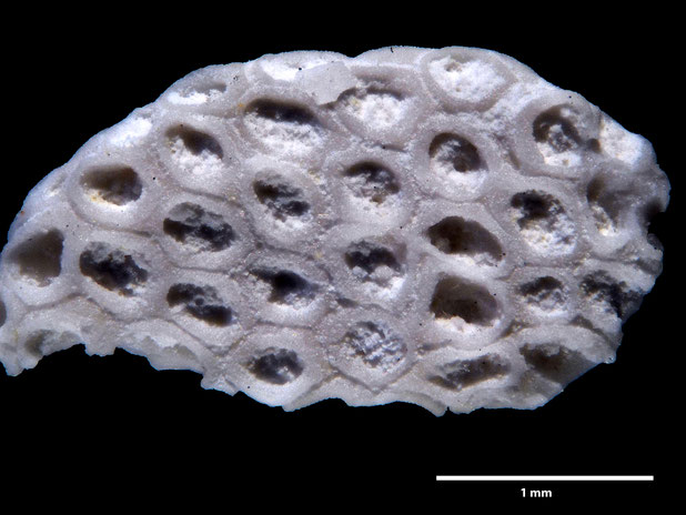 Bryozoa Art: Membranipora flabellata d'Orbigny, 1852 aus Bryozoen Sammlung Senckenberg Frankfurt